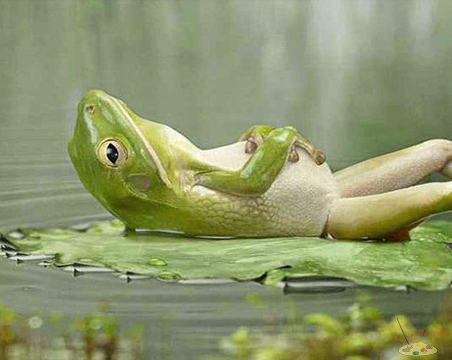 Tier Malen nach Zahlen ANFR3606