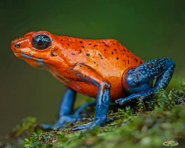 Tier Malen nach Zahlen ANFR3609