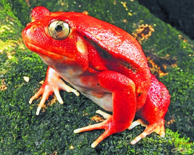 Tier Malen nach Zahlen ANFR3611