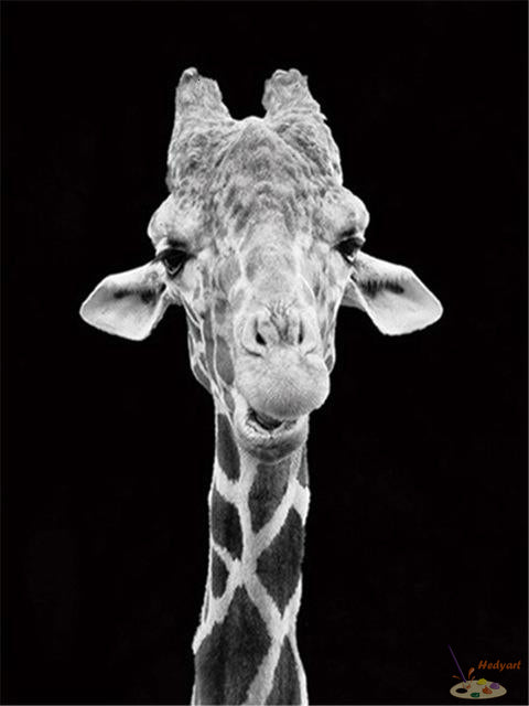 Tier Malen nach Zahlen BAW6501