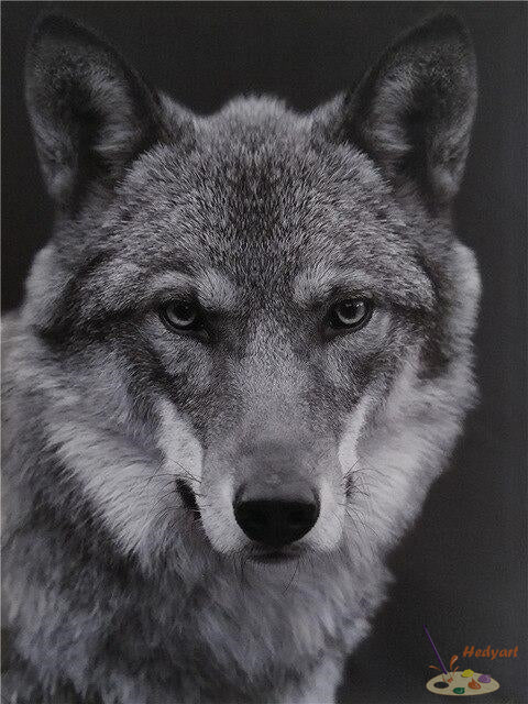 Tier Malen nach Zahlen BAW6502