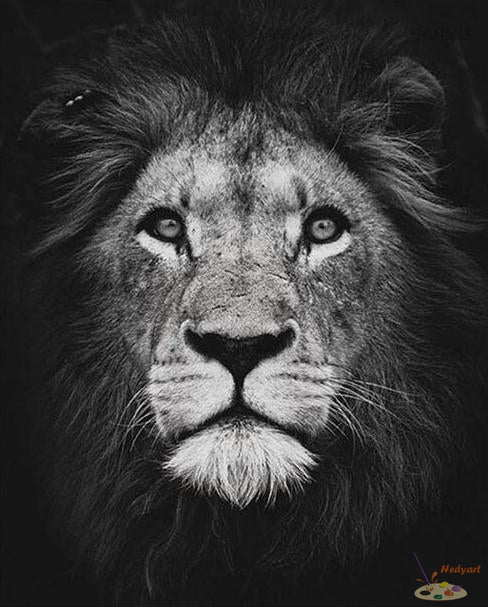 Tier Malen nach Zahlen BAW6505