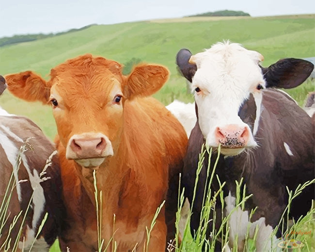 Tier Malen nach Zahlen CAB6728