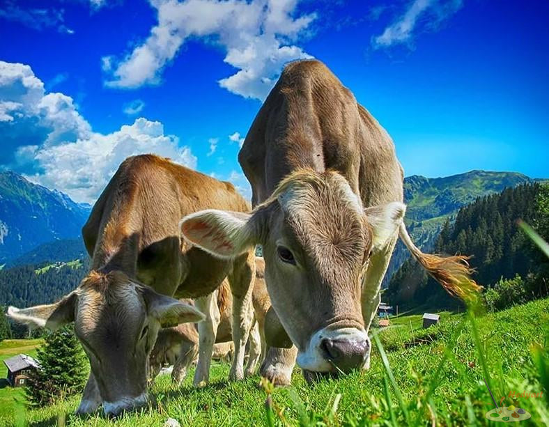 Tier Malen nach Zahlen CAB6729