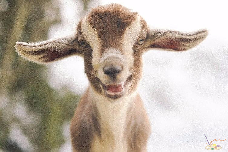 Tier Malen nach Zahlen DP41747