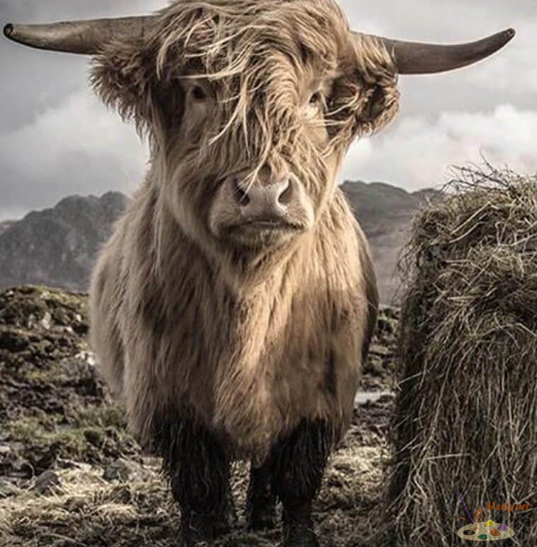 Tier Malen nach Zahlen DP57819