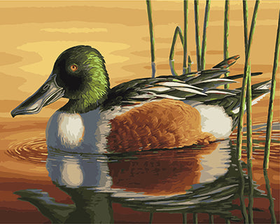 Vogel Malen nach Zahlen GX21705