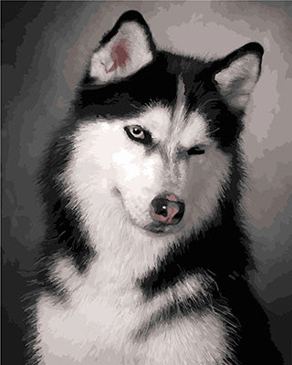 Hund & Katze Malen nach Zahlen GX24033