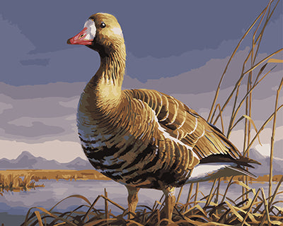 Vogel Malen nach Zahlen GX25172