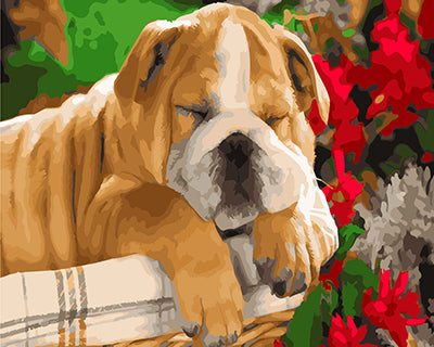 Hund & Katze Malen nach Zahlen GX25461