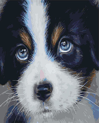 Hund & Katze Malen nach Zahlen GX25741