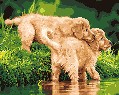 Hund & Katze Malen nach Zahlen GX25992