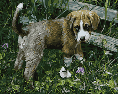 Hund & Katze Malen nach Zahlen GX26014