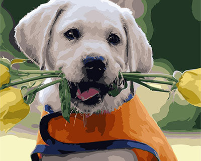 Hund & Katze Malen nach Zahlen GX27744