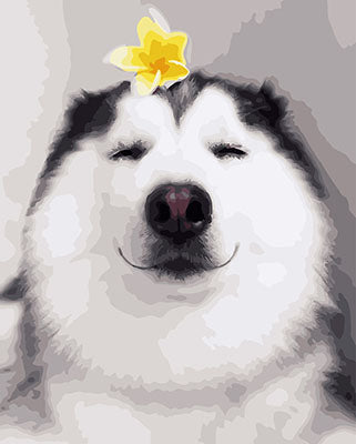 Hund & Katze Malen nach Zahlen GX28177