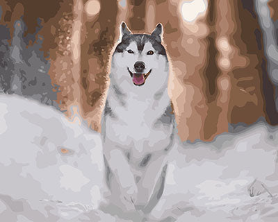 Hund & Katze Malen nach Zahlen GX28208