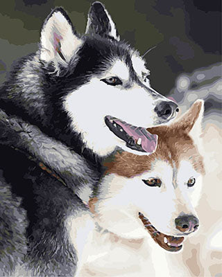 Hund & Katze Malen nach Zahlen GX28714