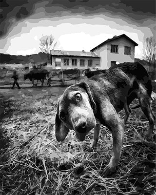 Hund & Katze Malen nach Zahlen GX28922