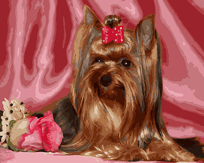 Hund & Katze Malen nach Zahlen GX29042