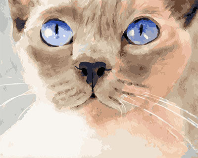 Hund & Katze Malen nach Zahlen GX29503