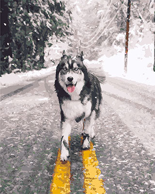 Hund & Katze Malen nach Zahlen GX29644