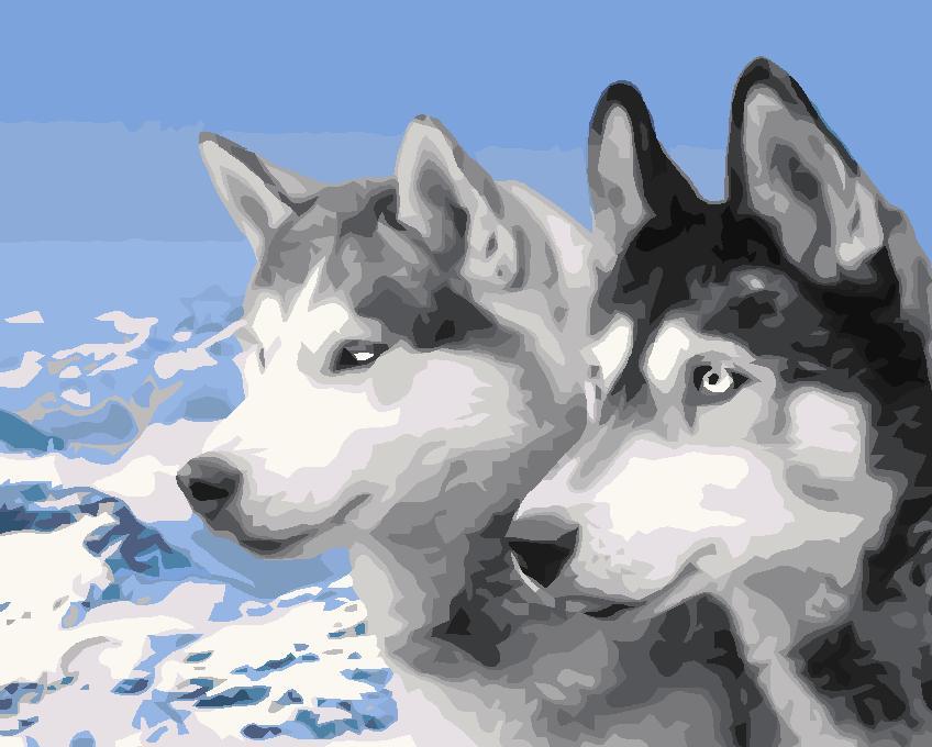 Tier Malen Nach Zahlen Für Erwachsene JW236