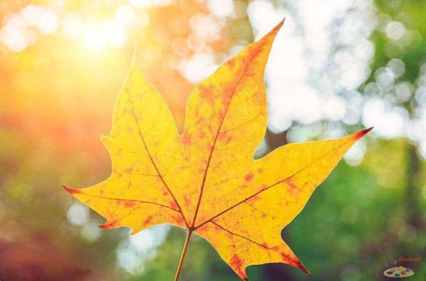 Blume Malen nach Zahlen LEV7918