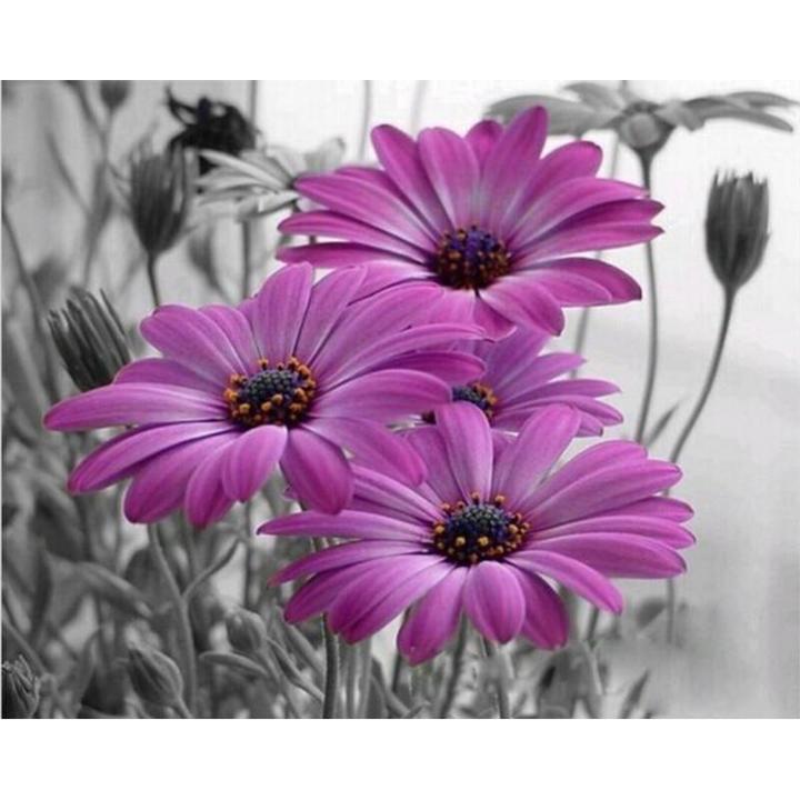 Blume Malen nach Zahlen OTP3548