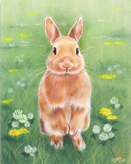 Tier Malen nach Zahlen RAB2501