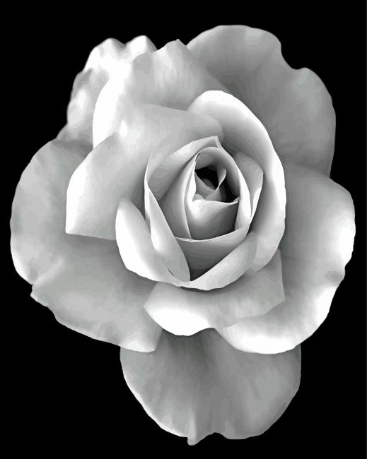Blume Malen nach Zahlen ROBW1203