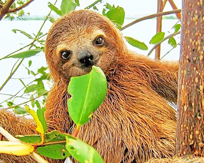 Tier Malen nach Zahlen SLA9623