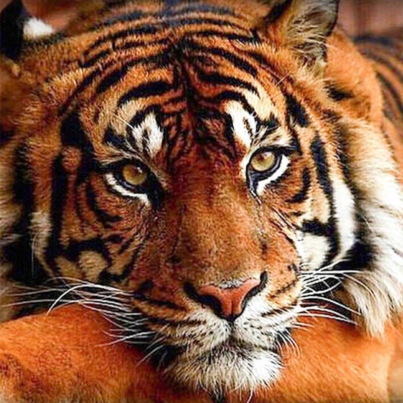 Tier Malen nach Zahlen For Adult TCR3116