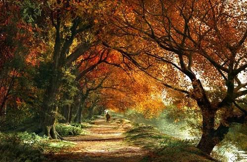 Baum Malen nach Zahlen For Adult TCR3127