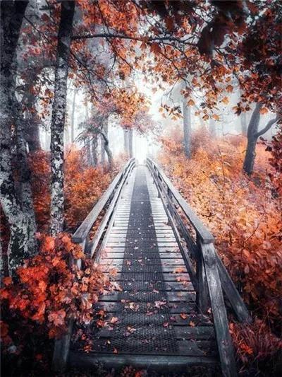 Baum Malen nach Zahlen For Adult WH-3049