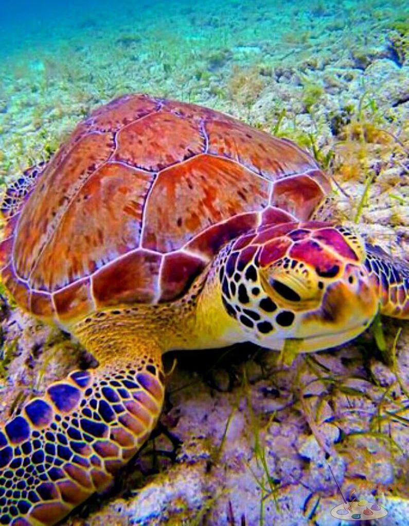 Tier Malen nach Zahlen vm90135