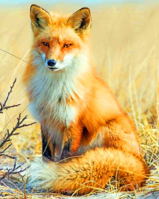 Tier Malen nach Zahlen FOX7742