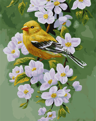 Vogel Malen nach Zahlen GX21580