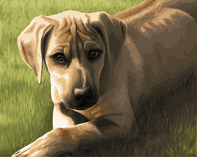 Hund & Katze Malen nach Zahlen GX21913