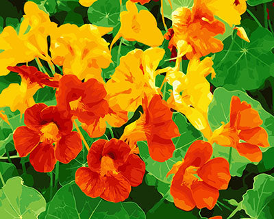 Blume Malen nach Zahlen GX25357
