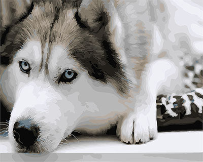 Hund & Katze Malen nach Zahlen GX26834