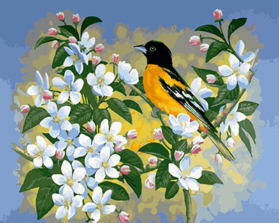Vogel Malen nach Zahlen GX28363