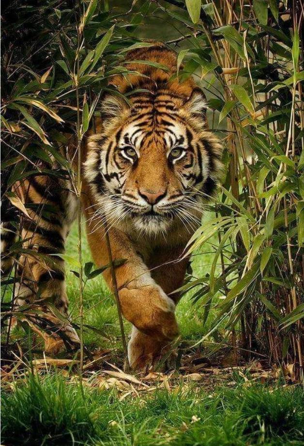 Tier Tiger Malen Nach Zahlen Für Erwachsene HQD1266