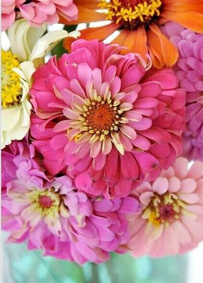 Blume Malen nach Zahlen OTP3480