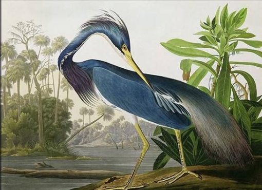 Vogel Malen nach Zahlen OTP3519