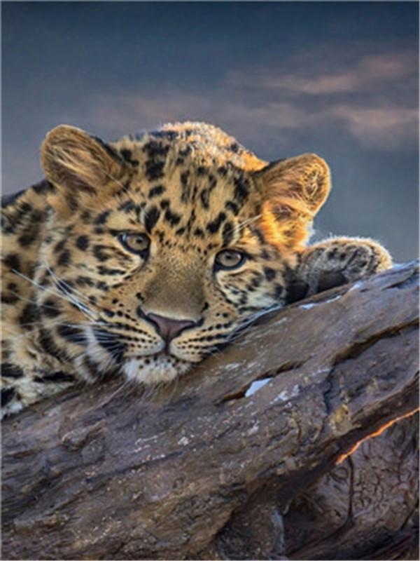 Tier Leopard Malen Nach Zahlen Für Erwachsene Y5302