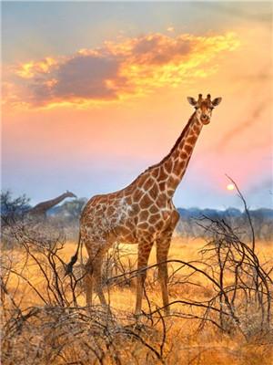 Tier Giraffe Malen Nach Zahlen Für Erwachsene Y5610